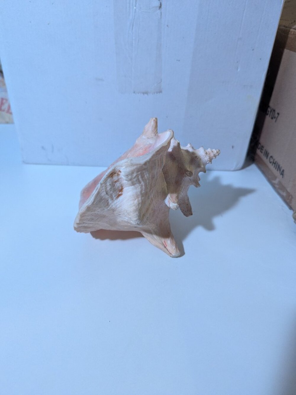 Queen Conch Shell - Picture 3 of 5